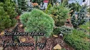 Винтажные краски в осеннем саду редких хвойных!🍁🍂Обзор! 05.10.2025г #сад #дача #осень #garden #гор