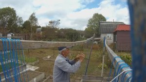 6 соток. 3-5 октября 2025 г. Разбираю огуречные шпалеры.