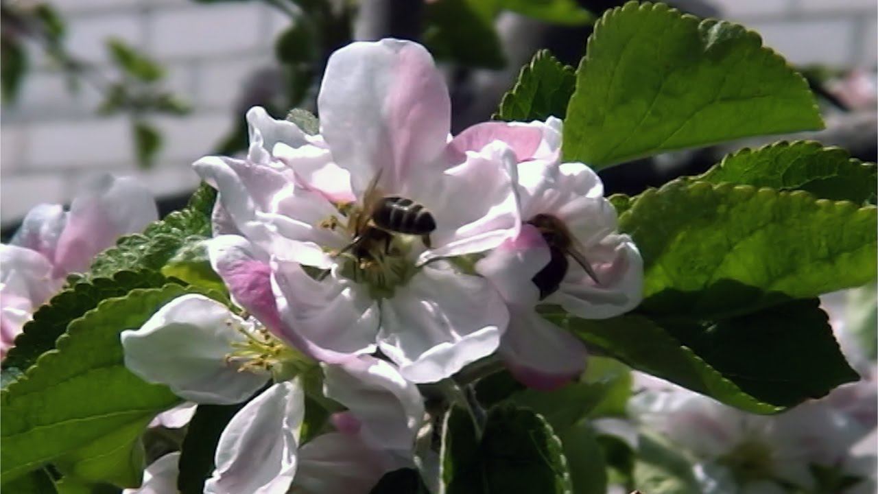 Геническ 1 мая 2017 г DVD смотреть онлайн