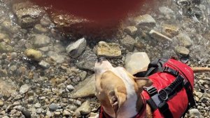 Амстаффы Ценный Приз. Отпуск на море- 2025