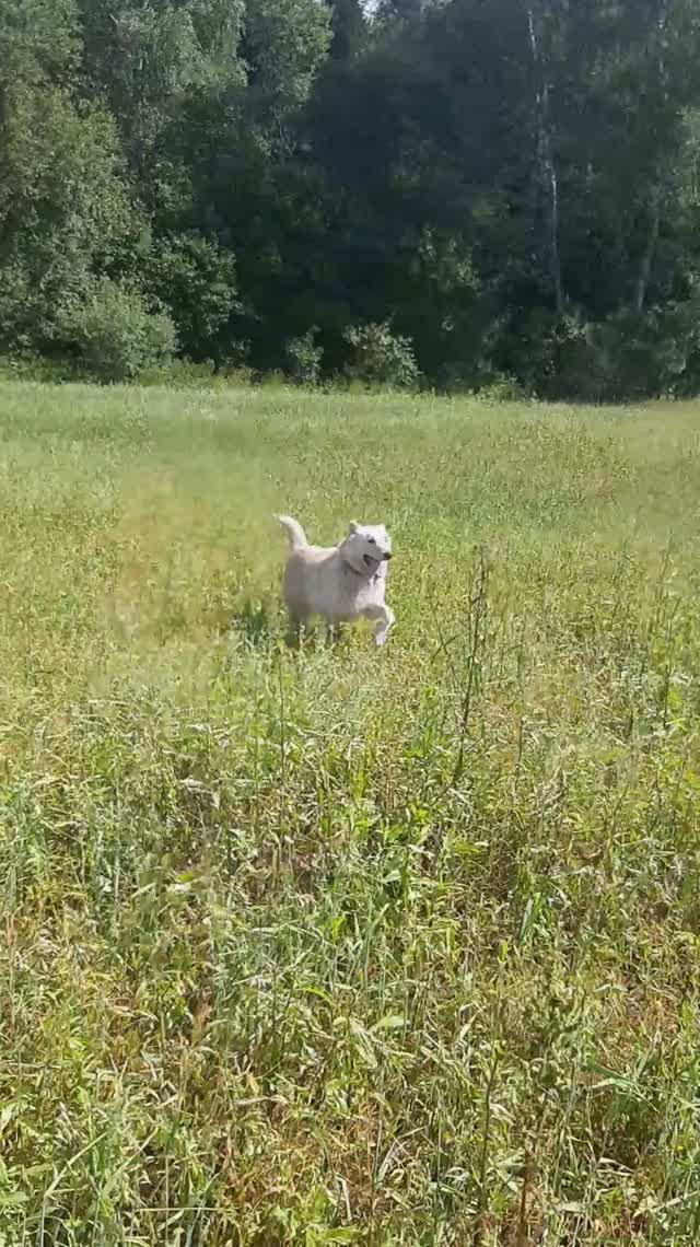 Беляш на прогулке 6 смотреть онлайн