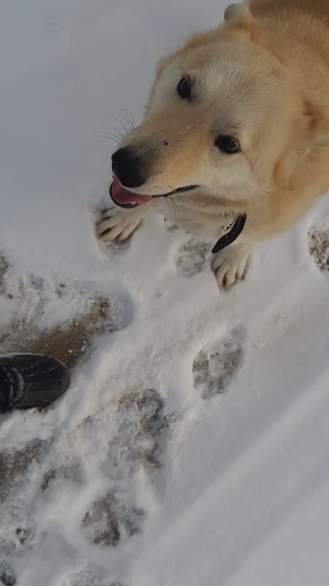 Беляш зимой 7 смотреть онлайн