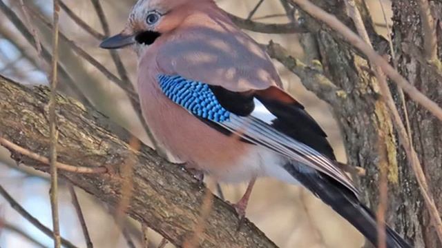 15 января - День зимующих птиц в России! смотреть онлайн