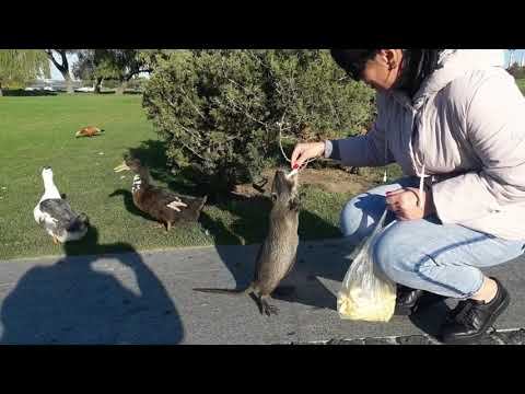 Парк яхтклуба 30.09.2021 г. снято Самсунг J7 2016 смотреть онлайн