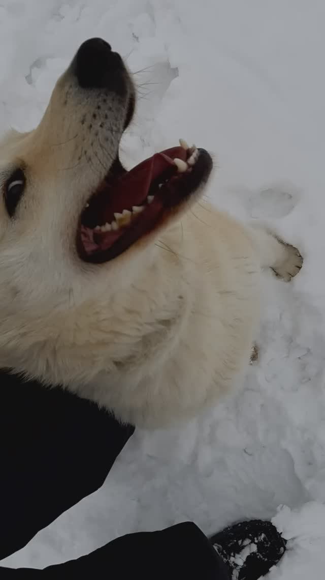 Беляш зимой 2 смотреть онлайн