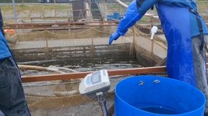 зарыбление водоема форелью 200 кг