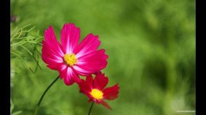 С тобой бы беззаботно улыбаться (Suno AI)