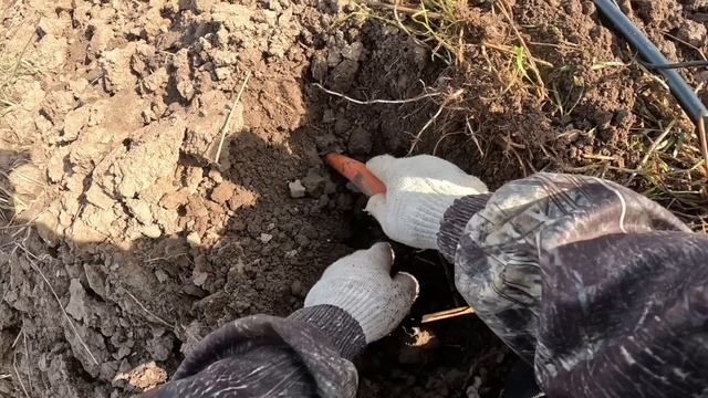 древние находки на поле