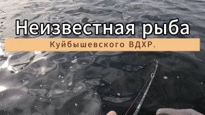 Неизвестная рыба Куйбышевского ВДХР.