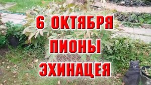 6 октября. Обрезала пионы, посадила эхинацею