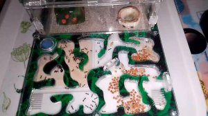 муравьи опять аааааа