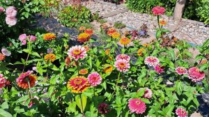 Выращивание циннии - от посева семян до конца цветения