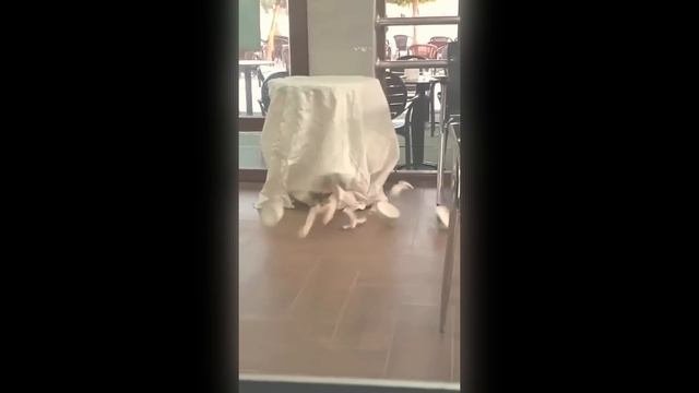 Смотреть Видео Про Смешные Приколы