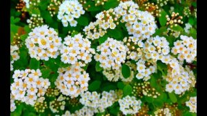 Уносящей всё выше (Suno AI)