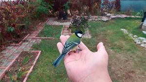 Дубненские спасатели выпустили на волю спасенную от ворон синицу