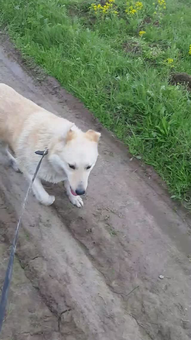 Беляш к ежам не равнодушен смотреть онлайн