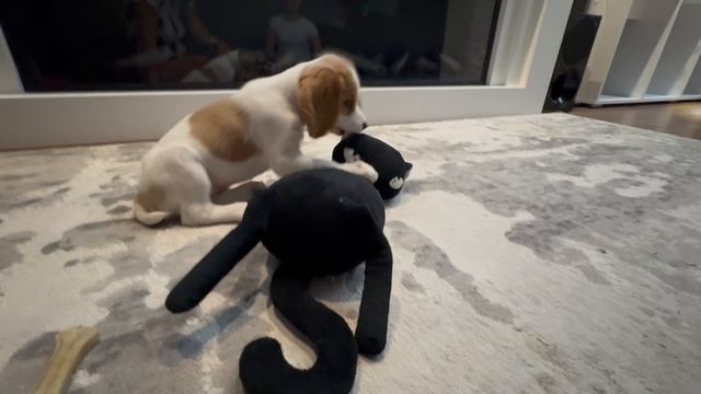 Русский спаниель 06-10-2025 Рокси растет ей скоро будет 2 месяца. смотреть онлайн