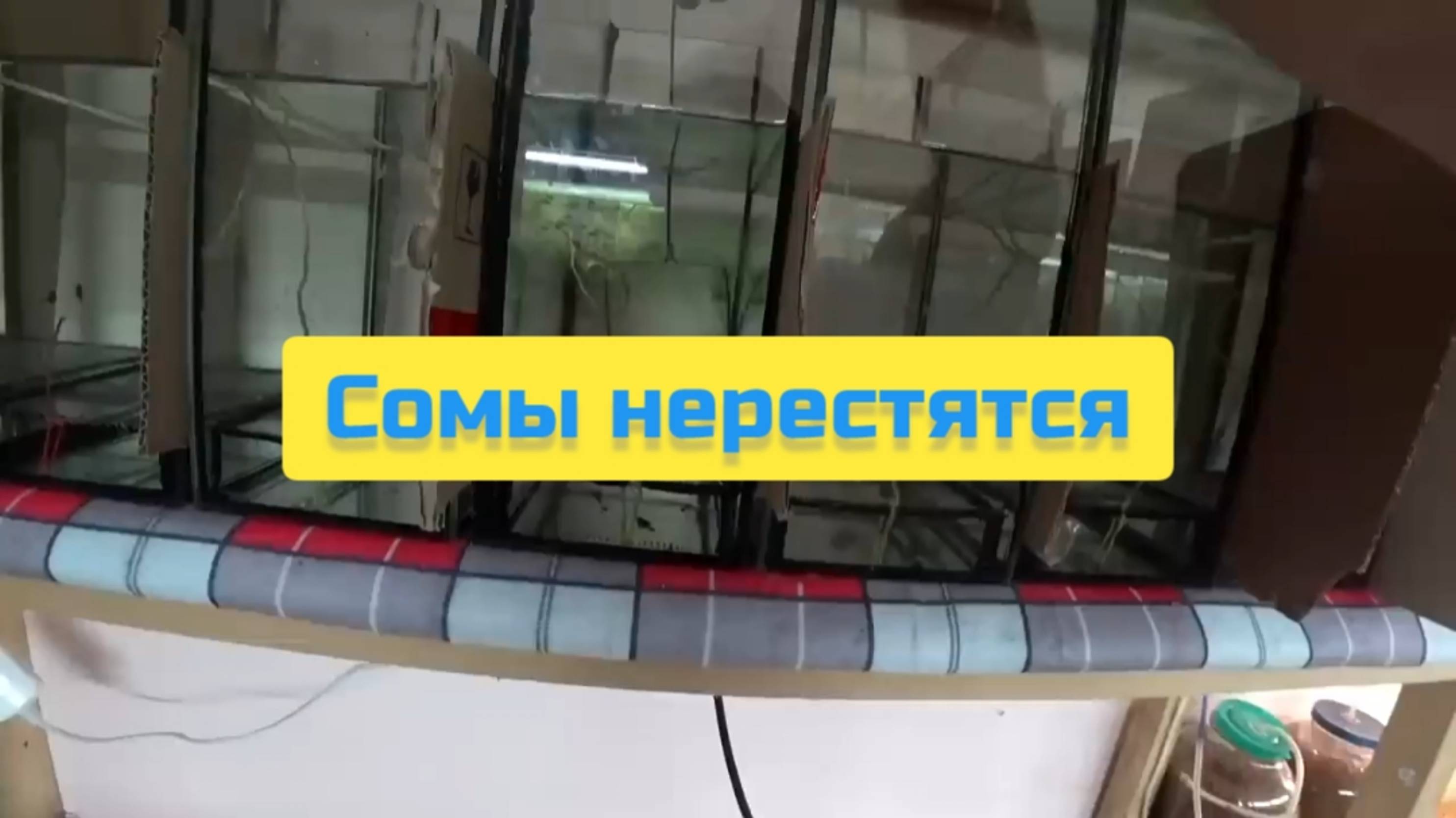 СОМЫ НЕРЕСТЯТСЯ