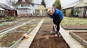 27 сентября. Часть 3. Готовлю грядку под чеснок