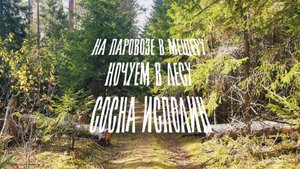 На паровозе в Мещеру.  Ночуем в лесу.  Сосна ИСПОЛИН