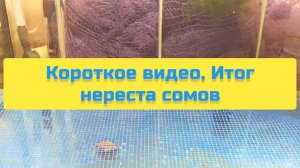 КОРОТКОЕ ВИДЕО, ИТОГ НЕРЕСТА СОМОВ