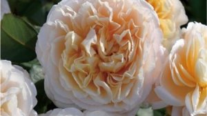 Ecru - японская роза Такинори Кимуро 2023г.  Непричесанная и  не облагороженная красота