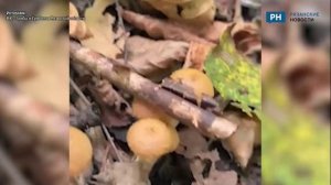 Рязанец рассказал о неожиданной находке опят