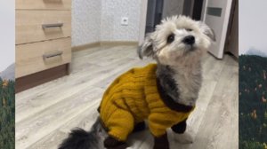 06-10-2025 КАК СВЯЗАТЬ КОМБИНЕЗОН ДЛЯ СОБАЧКИ ЭКСПРЕСС МАСТЕР КЛАСС