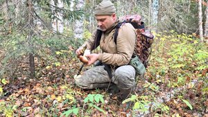 ПОСЛЕДНИЕ ГРИБЫ ПОСЛЕ ЗАМОРОЗКОВ. СОБРАЛ ДВА ВЕДРА БЕЛЫХ ГРИБОВ, САМ УДИВЛЕН, ЧТО ОНИ ЕЩЕ РАСТУТ.