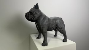 Серый Французский бульдог