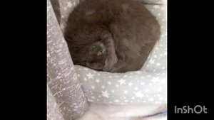 Смешные и милые, позы Муси