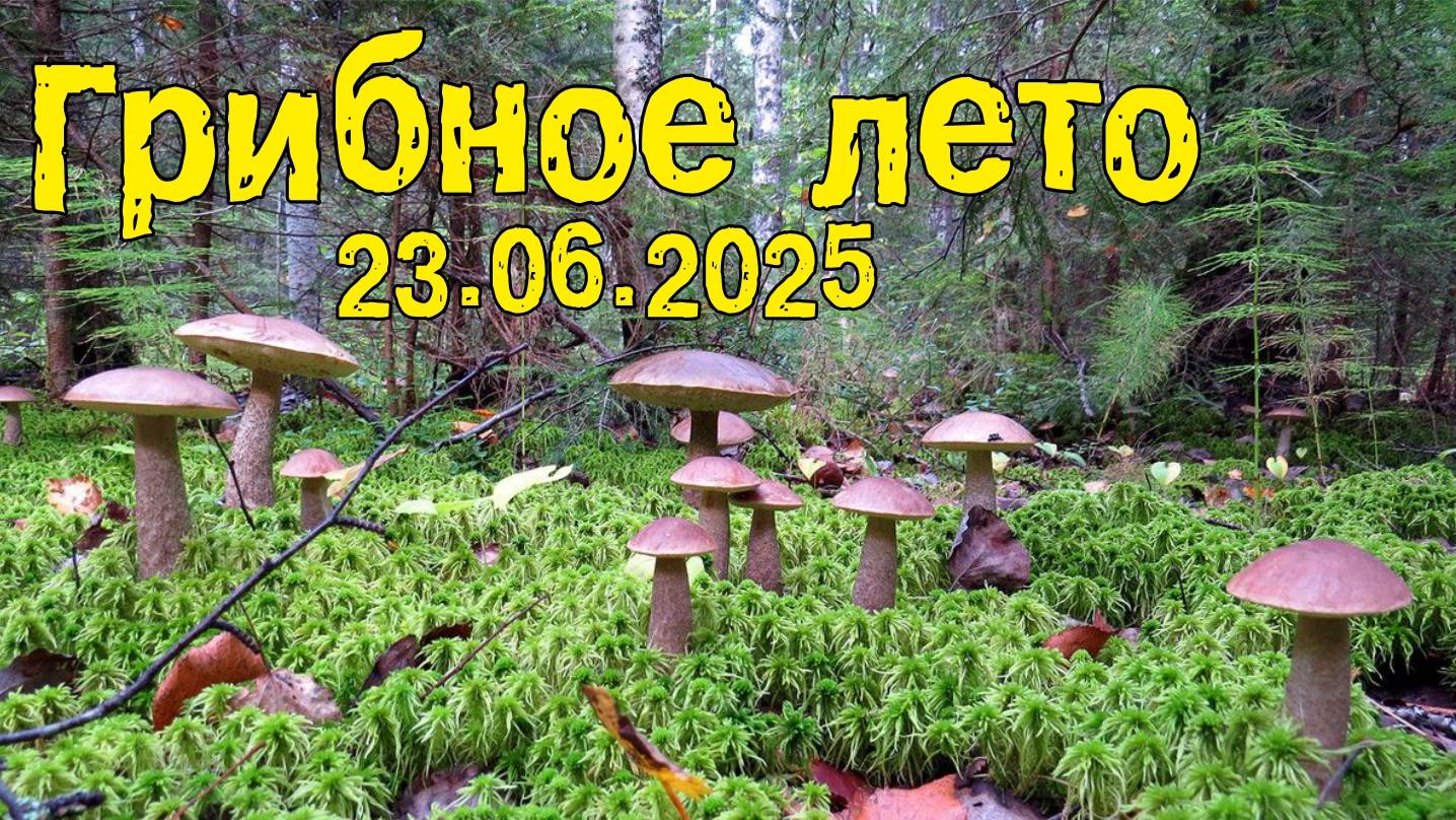 Грибное лето!!! 23.06.25 смотреть онлайн