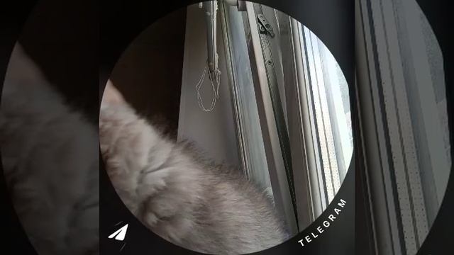 милоты вам