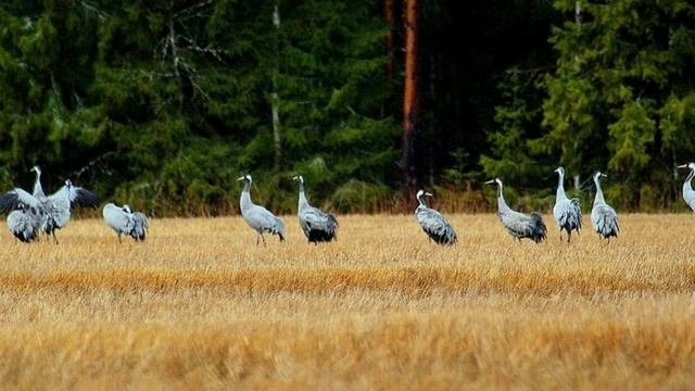 И в каждой строчке вдохновенье