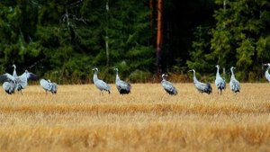 И в каждой строчке вдохновенье