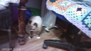 Фая и Дыма ходят 6 октября 2025 года в шесть часов вечера. 🐈⬛🐈⬛