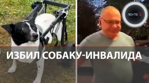 Вытряхнул из коляски, избил и кинул об землю: в Подольске пьяный сосед избил собаку-инвалида Офелию