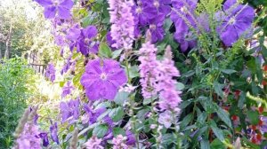 Стремительность, грация и радостность.