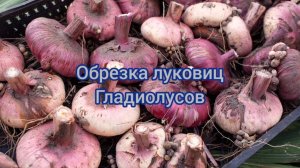 ОБРЕЗКА ЛУКОВИЦ ГЛАДИОЛУСОВ НА ЗИМНЕЕ ХРАНЕНИЕ.