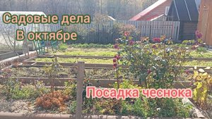 САДОВЫЕ ДЕЛА В ОКТЯБРЕ/ ПОСАДКА ЧЕСНОКА. 06.10.25г