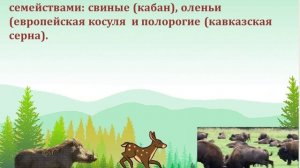 «Животный мир Кавказского Государственного заповедника»