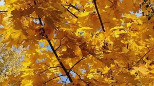 СЕРЕБРО ТВОИХ ВОЛОС (авторская песня)