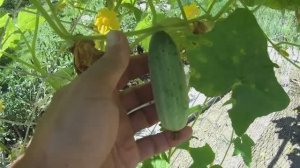 6 соток 20-21августа 2025 г. Дары природы с участка.