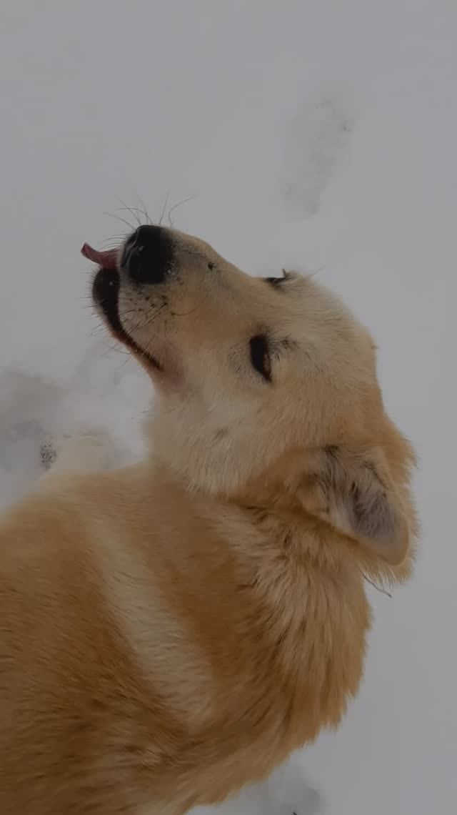 Беляш зимой 4 смотреть онлайн