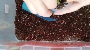 Клубень алоказии Блэк Вельвет Пинк