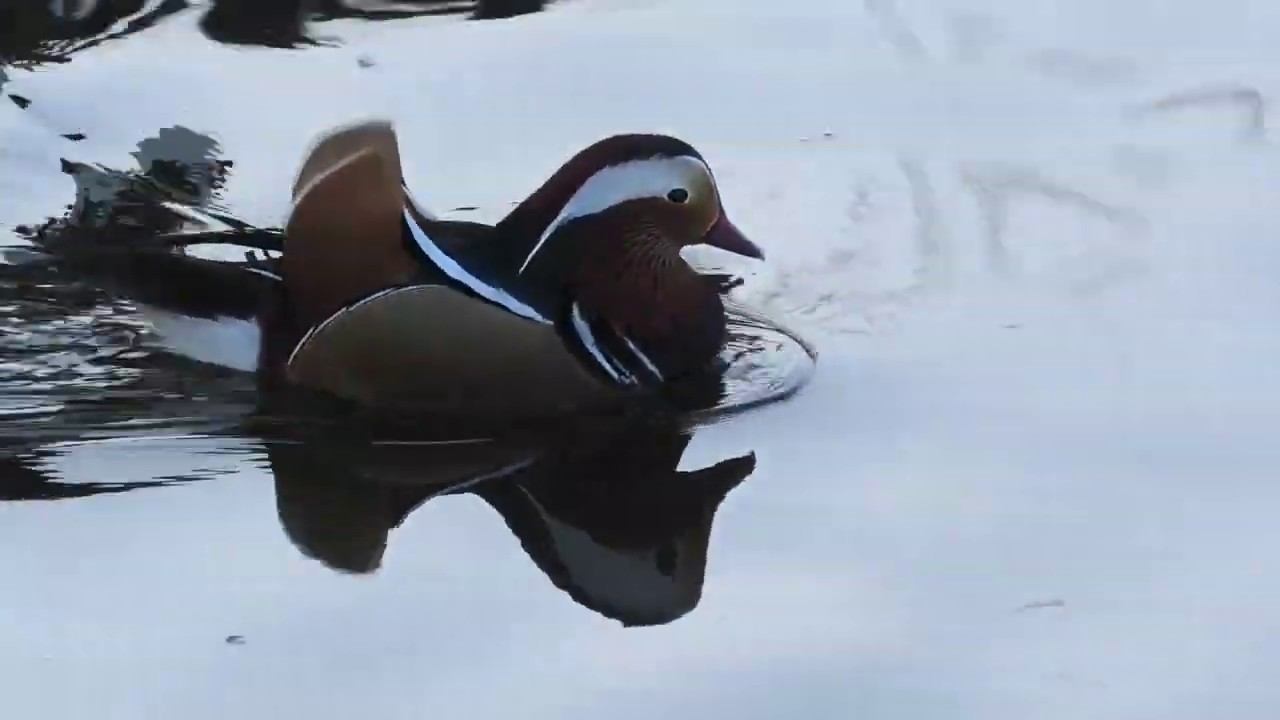 Panasonic HC- VXF1 HD test. Прогулка в парке на Победе смотреть онлайн