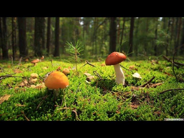 В лесу после 45 летия Ирины смотреть онлайн