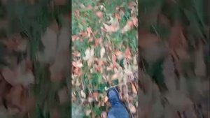 прятки в лесу