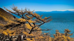 Видеозарисовка «Поэтами воспетый край. Лиственница»