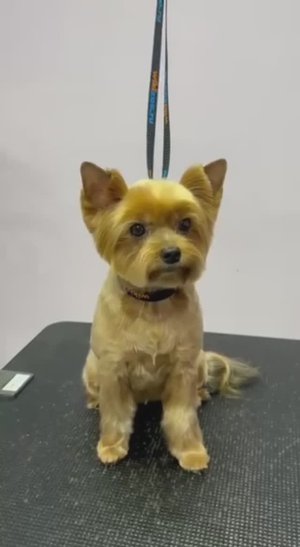 Стрижка йорка инструментами MOON